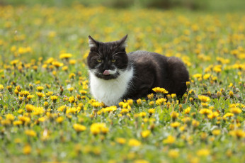 Картинка животные коты киса коте кошка взгляд усы солнечно луг весна одуванчики