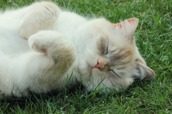 Картинка животные коты лапки спит трава киса ушки усы взгляд коте
