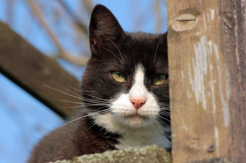 Картинка животные коты взгляд кошка коте киса солнечно усы