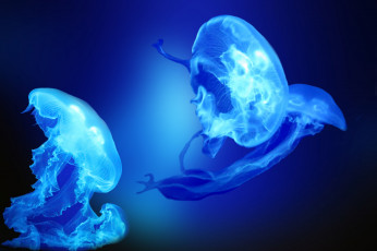 Картинка животные медузы вода макро