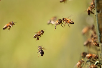 Картинка животные пчелы +осы +шмели пчёлы насекомые фон