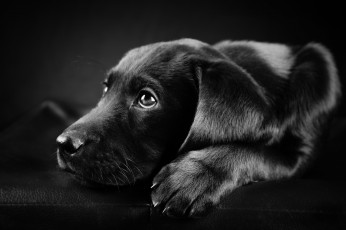 Картинка животные собаки собака лабрадор чёрный черно белое фото