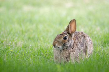 Картинка животные кролики +зайцы трава заяц серый русак