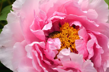Картинка цветы пионы пион розовый макро лепестки