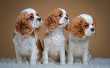 Картинка животные собаки щенки спаниели трио пятнистые