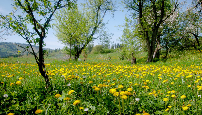Обои картинки фото цветы, одуванчики, луг, желтые, трава, деревья, природа