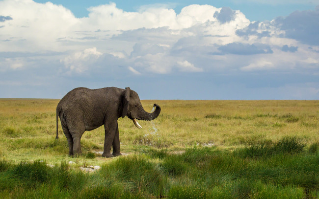 Обои картинки фото животные, слоны, брызги, капли, вода, слон, трава, зелень, облака, небо, природа, пейзаж