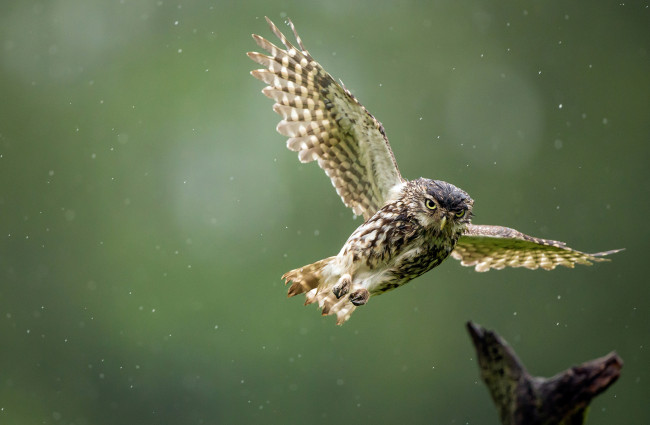 Обои картинки фото животные, совы, птица, полёт, дождь, мокрая, сова