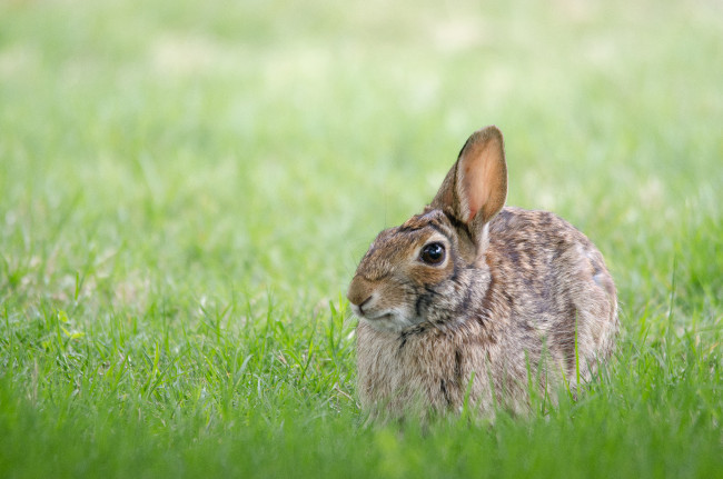 Обои картинки фото животные, кролики,  зайцы, трава, заяц, серый, русак