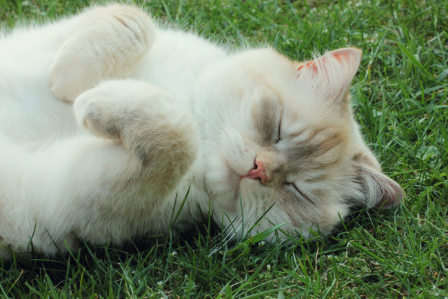 Обои картинки фото животные, коты, лапки, спит, трава, киса, ушки, усы, взгляд, коте