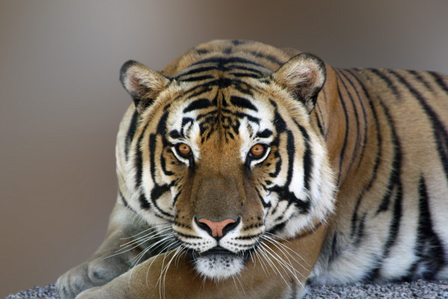 Обои картинки фото животные, тигры, взгляд, тигр, фон, полосы, хищник