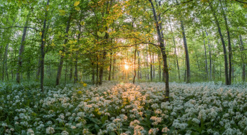 Картинка природа лес лучи цветы