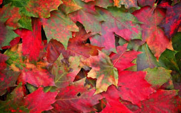 Картинка природа листья красные осень клен