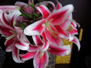 Картинка цветы лилии +лилейники двухцветные букет