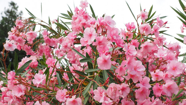 Обои картинки фото цветы, олеандры, розовый, олеандр, куст