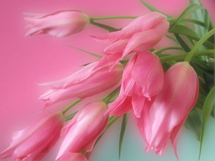Картинка тюльпаны цветы