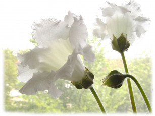 Картинка цветы глоксиния синнингия