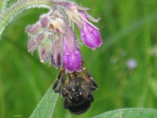 Картинка мохнатый животные пчелы осы шмели