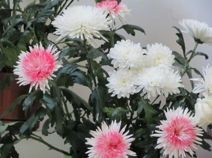Картинка цветы хризантемы белые розовые сердцевинки