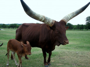 Картинка животные коровы буйволы рога мама малыш коричневый