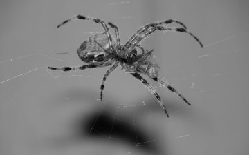 Картинка животные пауки тонкие паутинки
