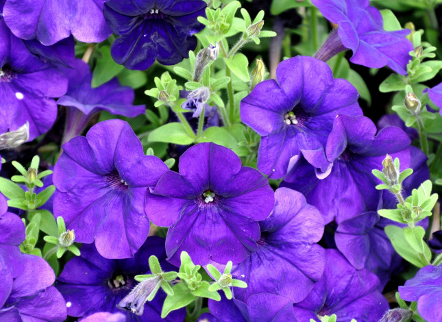 Обои картинки фото цветы, петунии, калибрахоа, фиолетовый