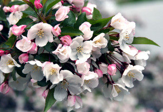 Картинка цветы цветущие деревья кустарники яблоня ветка цветение весна