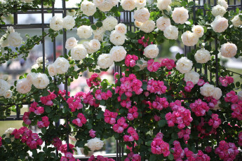 Картинка цветы розы забор белый розовый