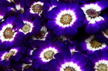 Картинка цветы цинерария фиолетовый много