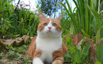 Картинка животные коты трава кот газон рыжий