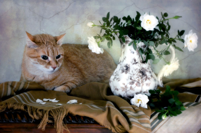 Обои картинки фото животные, коты, ваза, цветы, кот