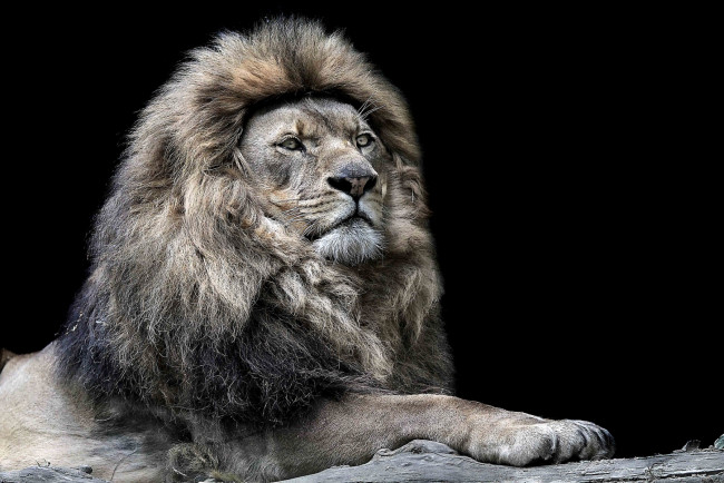 Обои картинки фото животные, львы, царь, достоинство, грива