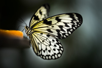 Картинка животные бабочки +мотыльки +моли окрас крылья бабочка
