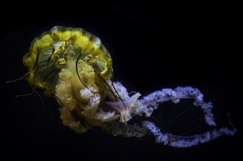 Картинка животные медузы медуза
