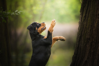 Картинка животные собаки лапы стойка ротвейлер боке дерево щенок собака