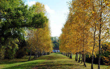 Картинка природа парк аллея осень березы
