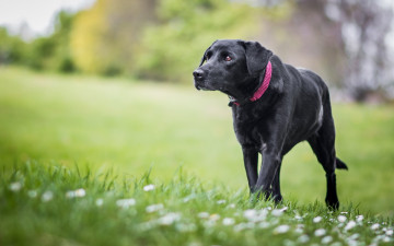 Картинка животные собаки черный идет трава весна газон цветы собака крупный фон природа пёс поляна зелень лужайка