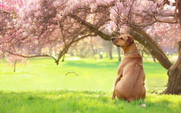 Картинка животные собаки сад фон природа лапа акита акита-ину боке мордашка трава газон весна собака поляна зелень лужайка миленько поза