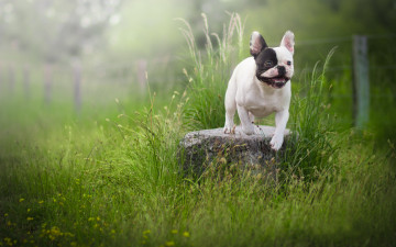Картинка животные собаки трава собака французский бульдог камень