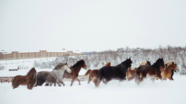 Обои картинки фото животные, лошади, кони, снег, зима, деревянная, постройка