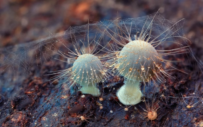 Обои картинки фото природа, грибы, капли, антенны, роса, паутина, макро