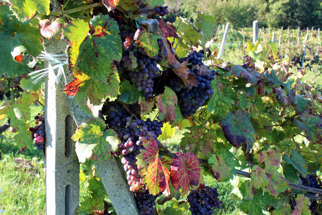 Обои картинки фото природа, Ягоды,  виноград, гроздья, виноград, урожай