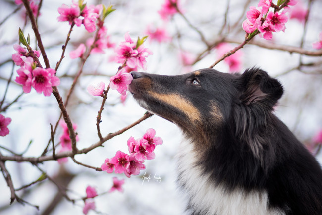 Обои картинки фото животные, собаки, собака, весна, сад