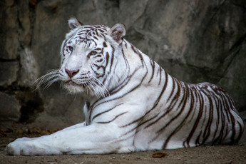 обоя животные, тигры, красавец, белый, тигр