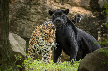 обоя животные, Ягуары, пара, ягуар, хищник, пантера