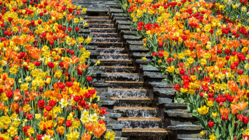 Картинка цветы разные+вместе германия парк клумба тюльпаны водопад ступеньки