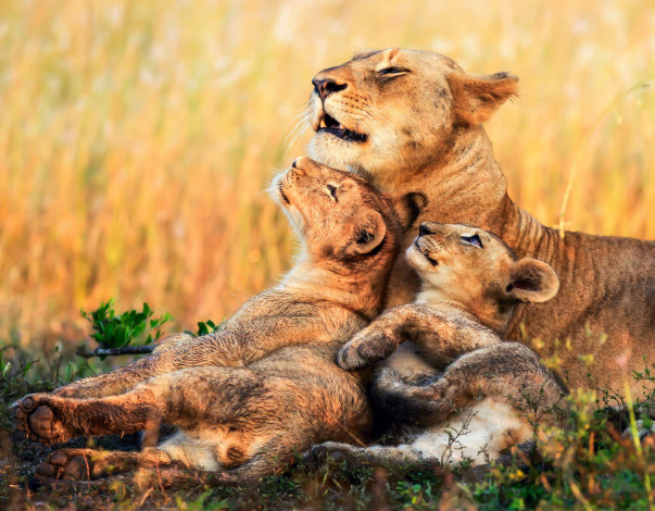 Обои картинки фото животные, львы, детеныши, львица, котята, африка