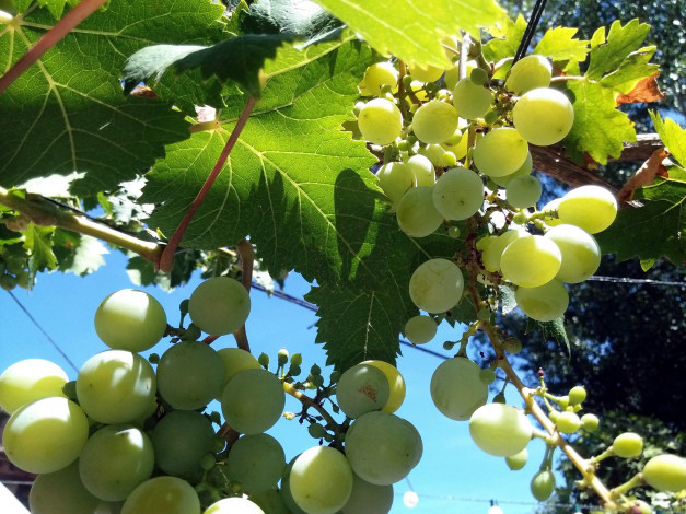 Обои картинки фото природа, Ягоды,  виноград, гроздь