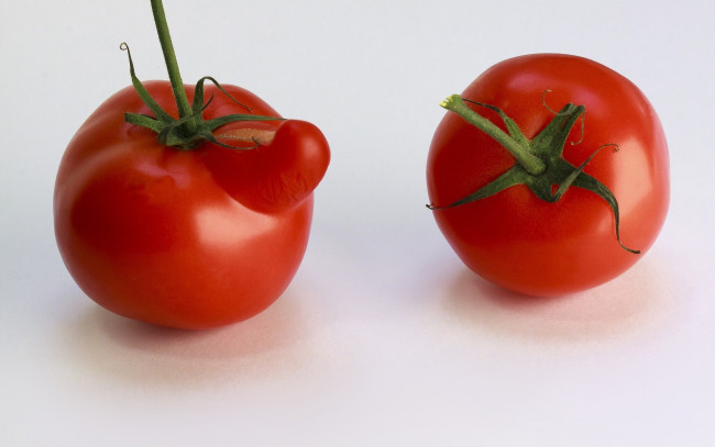 Обои картинки фото еда, помидоры, фон, помидор