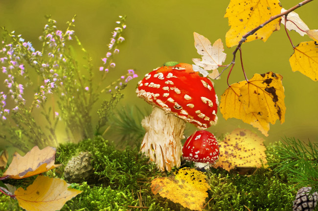 Обои картинки фото природа, грибы,  мухомор, мох, листья, клоп, мухоморы, vlad, vladilenoff, шишки, осень, трава, макро, ветка